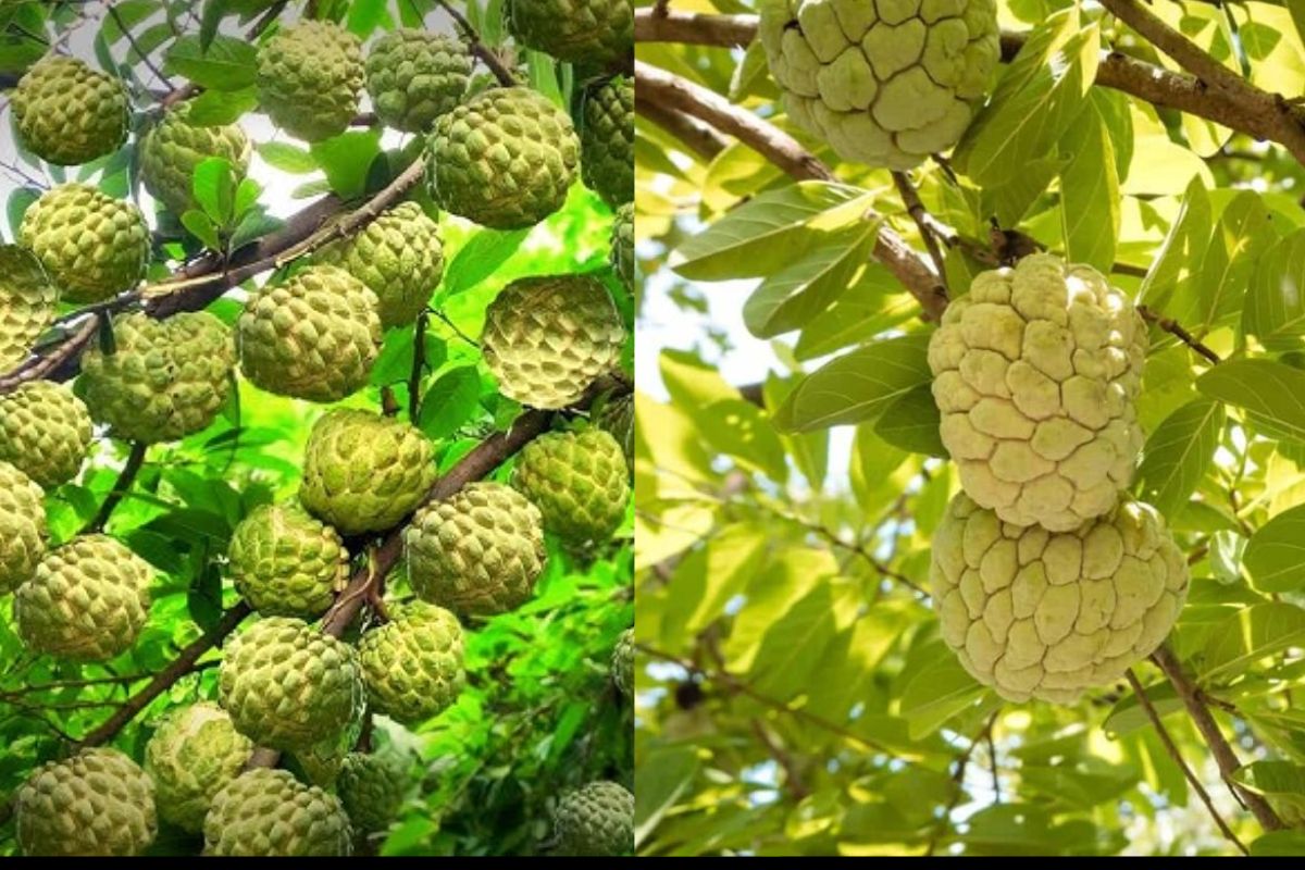 Sitaphal Ki Kheti Se Paise Kaise Kamaye