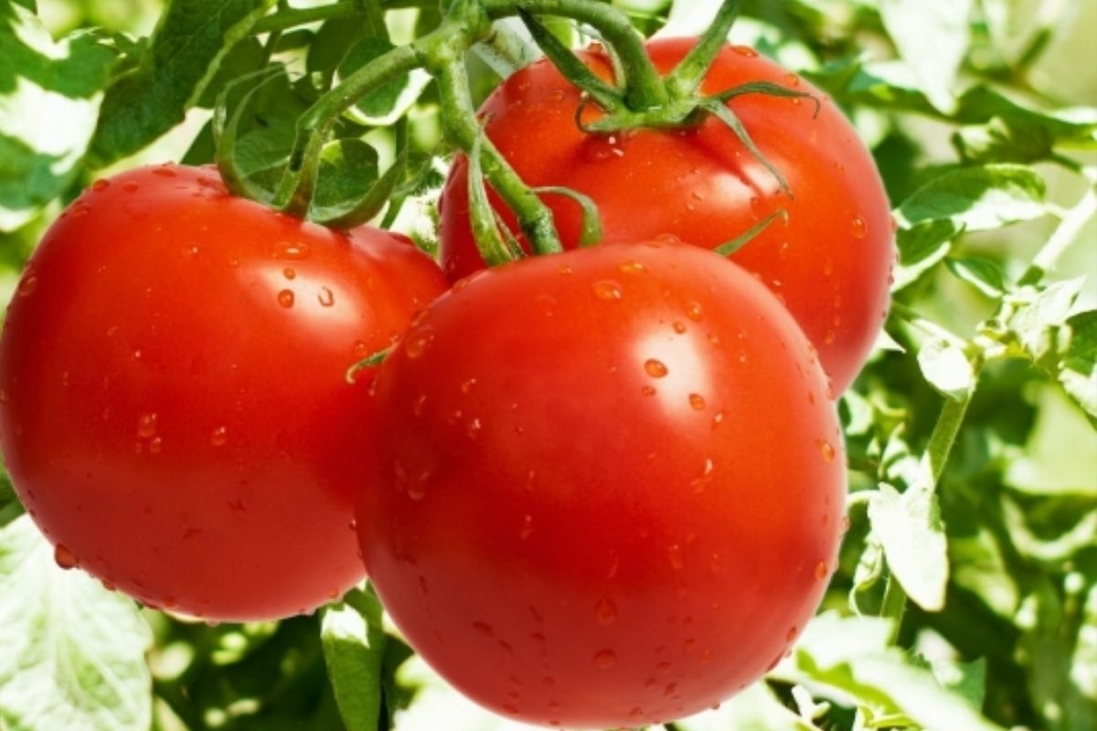 Tamatar Ki Kheti