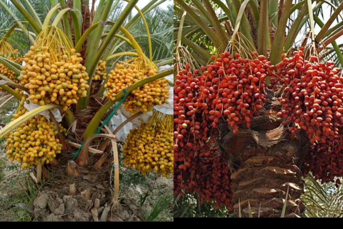 Khajoor ki Kheti